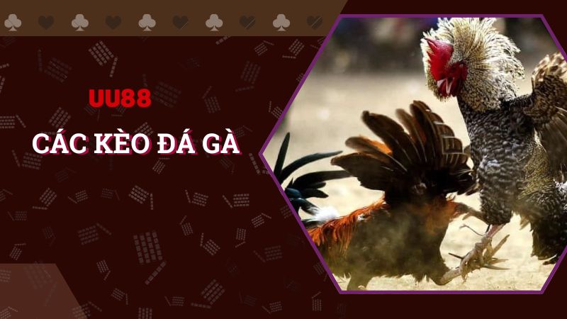 Các kèo đá gà Thomo ăn khách nhất tại UU88