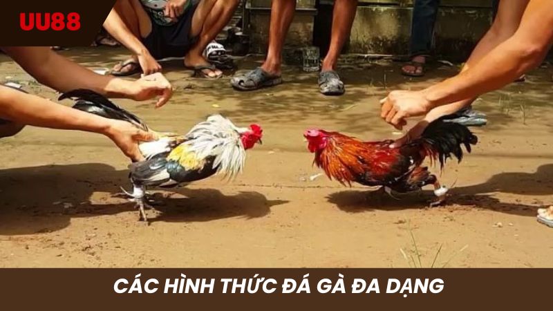 Các loại hình đá gà đa dạng cho anh em tha hồ chơi