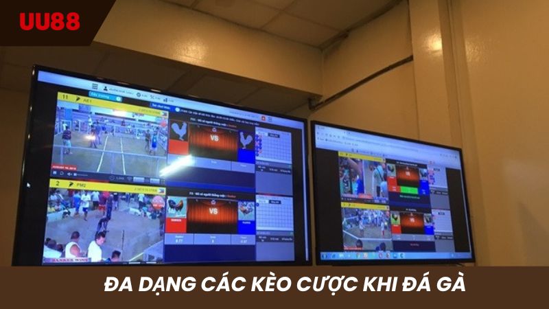 Các kèo cược đá gà được nhà cái hiển thị rõ ràng