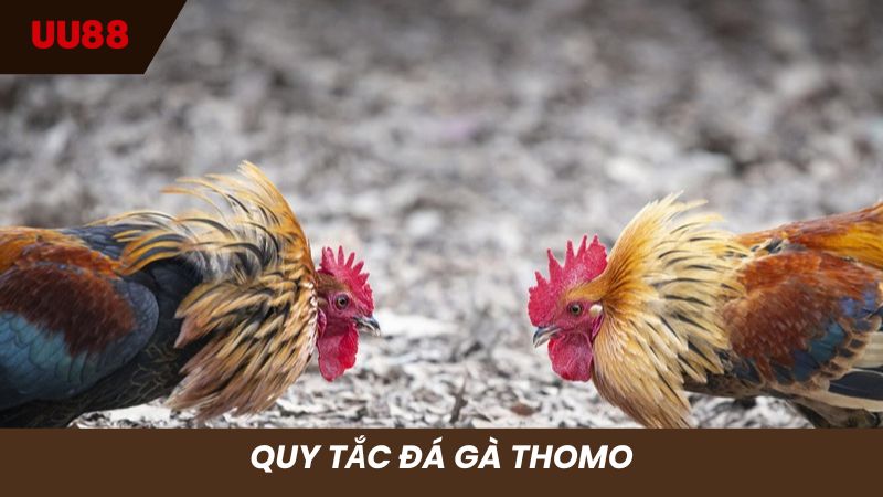 Quy tắc các trận đá gà Thomo anh em nên biết