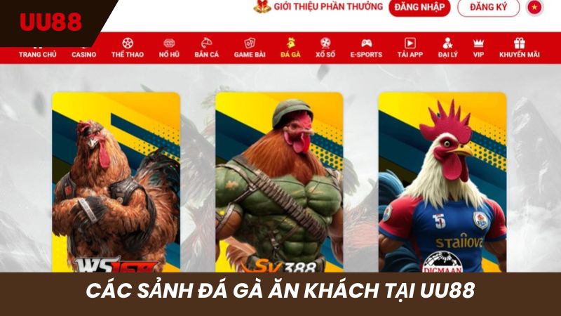 Sân chơi Đá gà được hội viên UU88 săn đón nhiệt tình