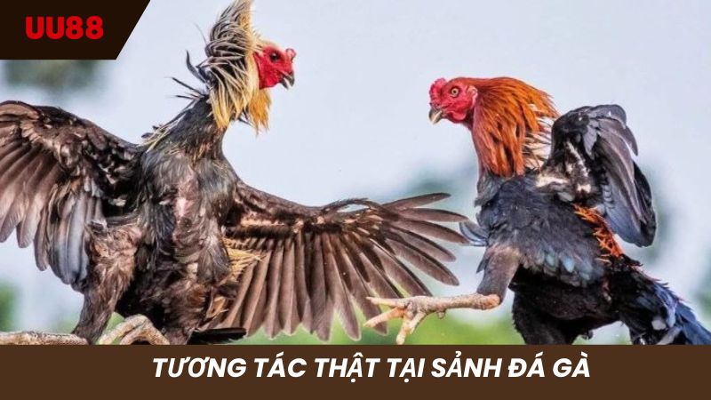 Tương tác chân thật tại sảnh Đá gà