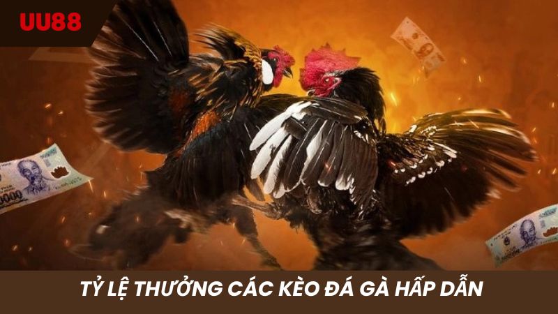 Tỷ lệ thưởng các kèo đá gà UU88 siêu cao